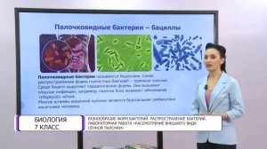 Биология. 7 класс. Разнообразие форм бактерий. Распростронение бактерий /14.05.2021/