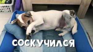 Соскучился пёсик. Мамки не было целый час.