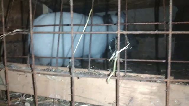 Дойка козы и мои кролики смотреть онлайн