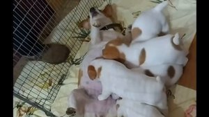 Обучение собаки поиску трюфелей. Начало.