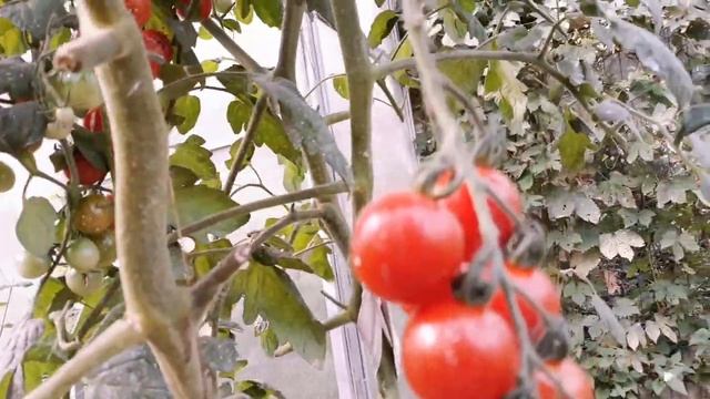 Помидоры не растут в Калининграде смотреть онлайн