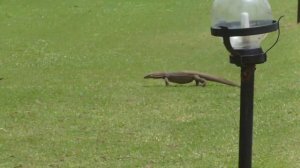 Походка варана