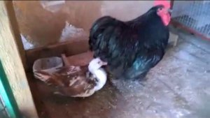 ПЕТУХ  СПАРИВАЕТСЯ С УТКОЙ