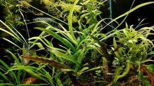 ЛАБЕО- ТЕРРИТОРИАЛЬНЫЙ ВОДОРОСЛЕЕД. СОДЕРЖАНИЕ В АКВАРИУМЕ