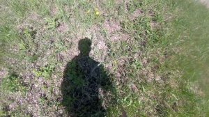 Как поймать прыткую ящерицу