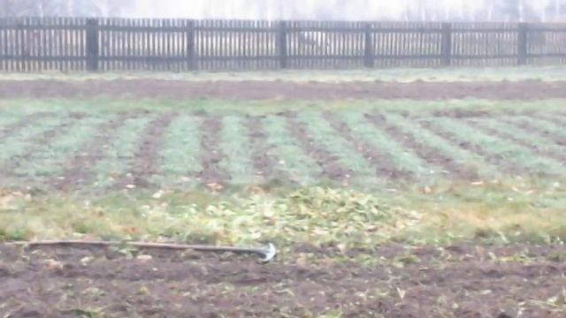 (70)Четырёхпольная система севооборота. смотреть онлайн