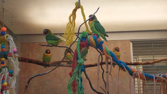 Посетили с дочей Зоомагазин Калишко. смотреть онлайн