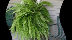 Нефролепис уход.Папоротник нефролепис уход