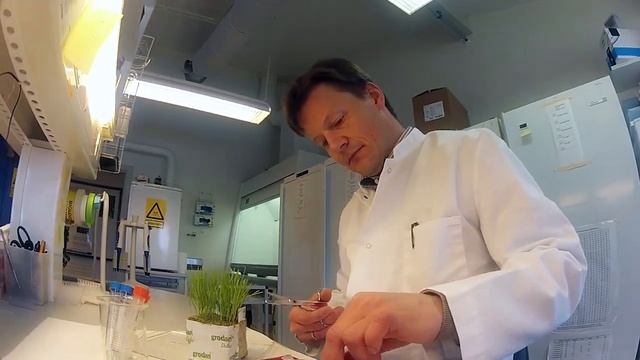 DLF-TRIFOLIUM - The preferred grass seed supplier for top sports events смотреть онлайн