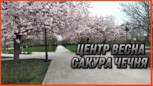 ЦЕНТР ВЕСНА САКУРА ЧЕЧНЯ