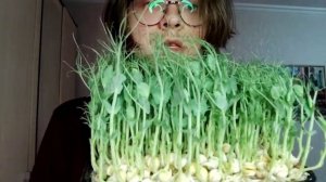 Микрозелень на туалетной бумаге. Полная технология и мой отзыв