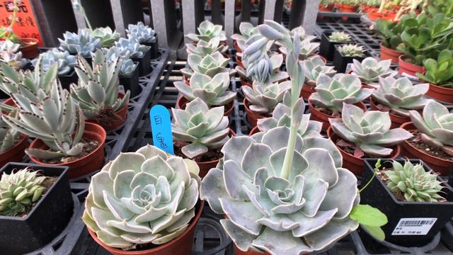 Echeveria 'White Ghost'多肉植物辨識 白鬼 смотреть онлайн