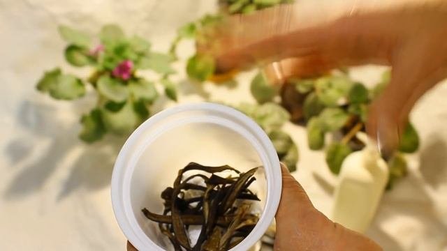 Фиалки Ошибки при выращивании и мои секреты цветения