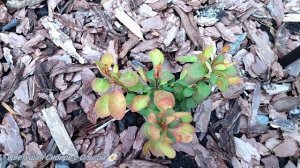 Барбарис Голден Торч. Berberis thunbergii Golden Torch / Барбарис Тунберга Золотой Факел.