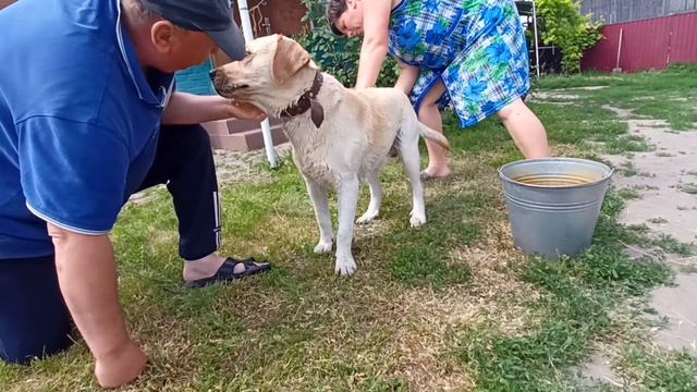 Купание собаки. Сем ловит кайф. Почему хозяева в ШОКЕ!!! Лабрадор-ретривер. смотреть онлайн