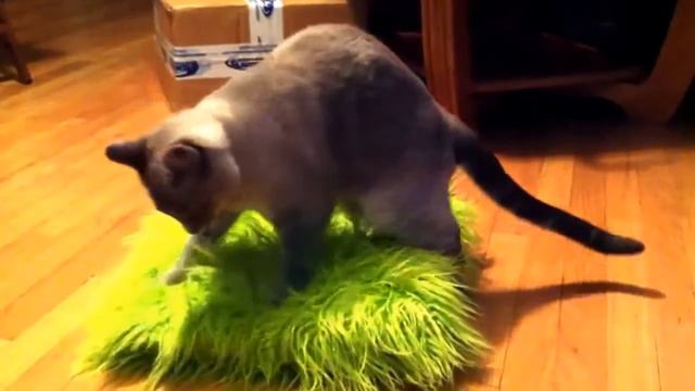 Подборка приколов с кошками 2014 - Самое смешное видео с кошками - Забавные животные видео смотреть онлайн