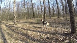 Русские пегие гончие