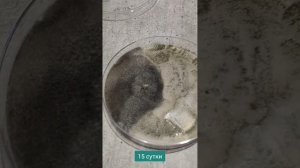 Биопрепарат ГлиоВер. Спасение клубники и уничтожение антракноза, фузариоза.