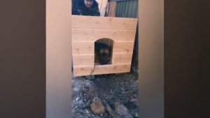НЕМЕЦ! ОВЧАРКА НА ЦЕПИ СТОРОЖИТ. Овчарке Рексу сделали будку. Далее необходимо построить вальер.