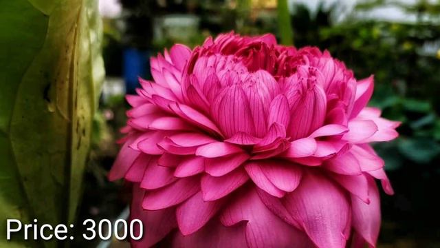 5 Most Beautiful & Exotic Permanent Flower Plants, by Garden gyan смотреть онлайн