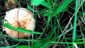 Грибы Паутинники красивые, аппетитные , но неизвестные.