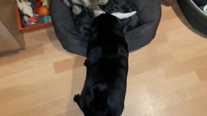 Мопс играет с котёнком