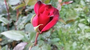 Чайно-гибридная роза Норита