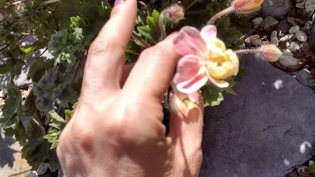 #91.Моя любовь-зонартики!Майский обзор цветения!