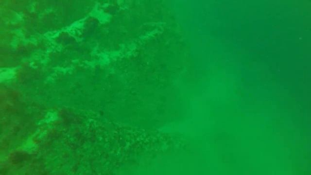 Дайвинг на баренцевом море.  Краб получил свободу смотреть онлайн