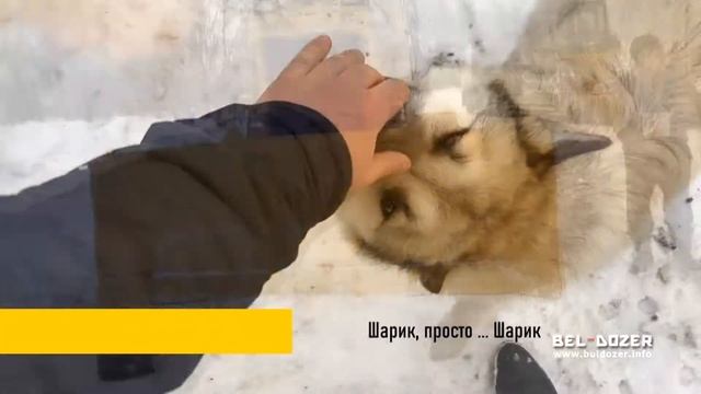 Бульдозер тм БЕЛДОЗЕР, BEL-DOZER. Лесная модификация.  АиСТ. Https://buldozer.info
