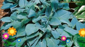 Хоста зибольда Тру Блю. Краткий обзор, описание характеристик hosta sieboldiana True Blue