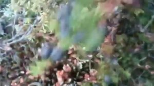 Что такое ягода шикша и с чем ее едят.