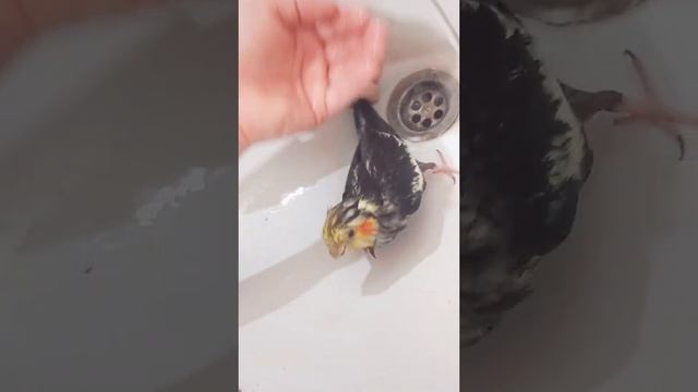 Мой попугай корелла по имени Кеша, наше первое купание, приручаем попугая, попугайчик смотреть онлайн