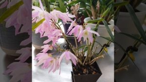 Дендробиум монилиформе и другие, цветущие в январе.