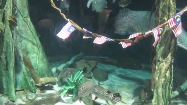 Панцирные щуки (Lepisosteus oculatus), арапаймы (Arapaima gigas) и паку (Piaractus brachypomus) смотреть онлайн