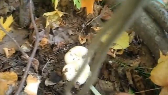 Грузди осень 2014 смотреть онлайн