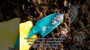 Яблоня Зеленый шум (колоновидная)