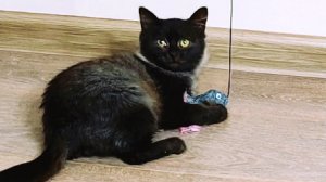 После того, как котята поиграли с игрушками, мама кормила котят.