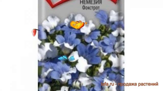Немезия обыкновенная Фокстрот (fokstrot) ? Фокстрот обзор: как сажать, семена немезии Фокстрот