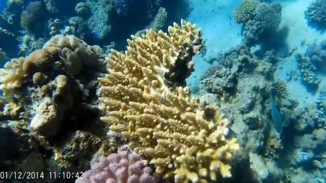 Фри дайвинг на Красном море у берегов Шарм Ель Шейха. Red Sea at coast of Sharm el-Sheikh