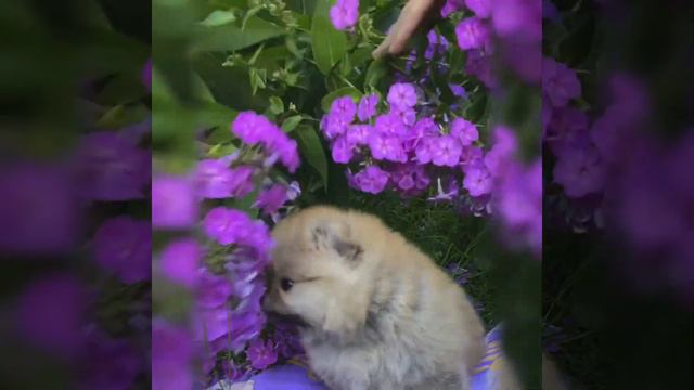 Продаётся померанский шпиц/sale pomeranian