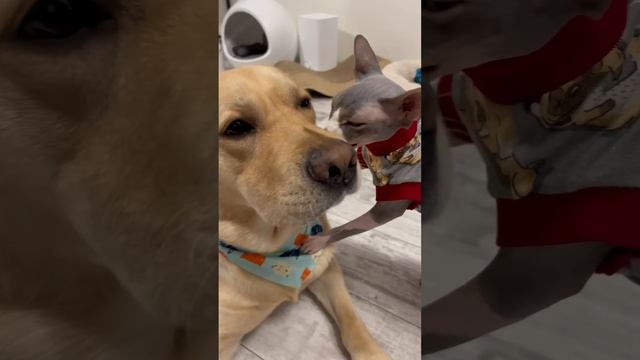 Кот лижет собаку? смотреть онлайн