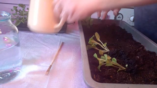 Пикирую петунию.Подкармливаю монокалийфосфатом.Заглубляю вытянувшуюся рассаду. смотреть онлайн