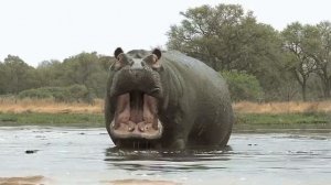 Бегемот открыл рот и молчит