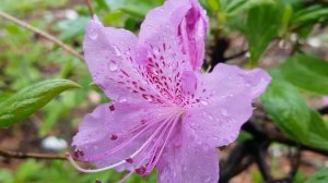 Небеса, я хочу исправиться /стихи Ирины Самариной-Лабиринт/