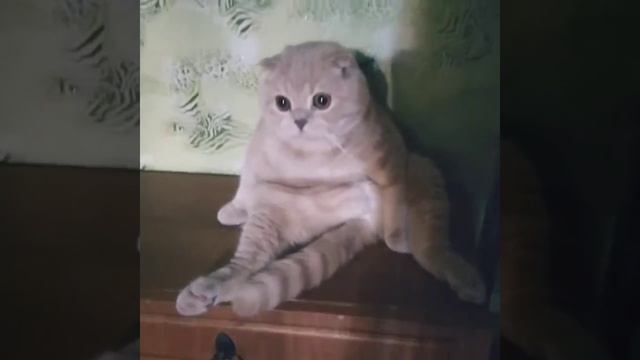 кот сидит отдыхает :) (шотландский вислоухий)