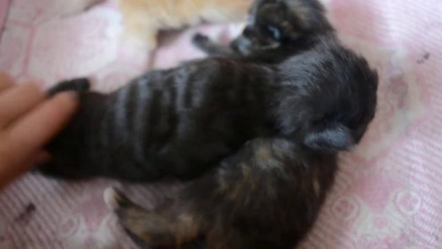 Семья Мейн Кунов смотреть онлайн