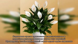 Женское счастье цветок: уход в домашних условиях. Когда цветет цветок спатифиллум Женское счастье .