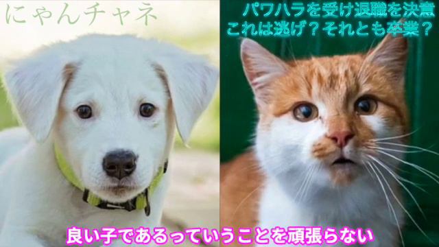 パワハラを受け退職を決意これは逃げ？それとも卒業？ смотреть онлайн