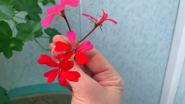 Пеларгония Плющелистная. Разве такое бывает?